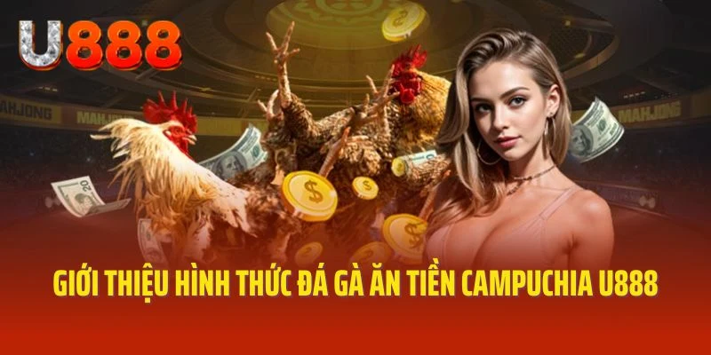 Giới thiệu hình thức đá gà ăn tiền Campuchia U888 hấp dẫn 