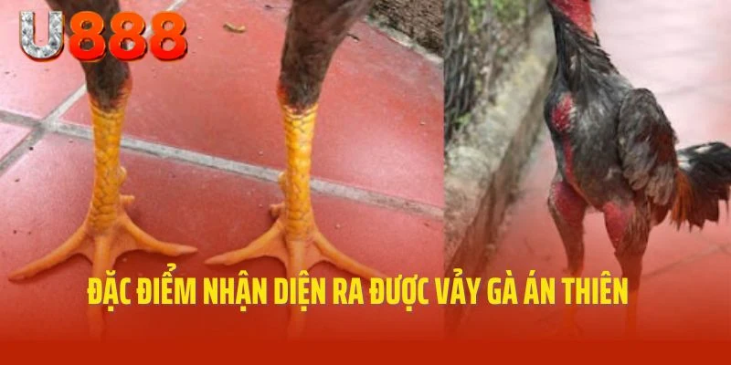 Đặc điểm nổi bật để nhận diện ra được vảy gà Án Thiên