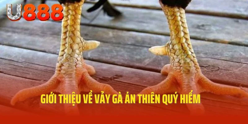 Giới thiệu về vảy gà Án Thiên quý hiếm hàng đầu hiện nay