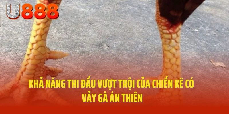 Khả năng thi đấu vượt trội của chiến kê có vảy gà Án Thiên