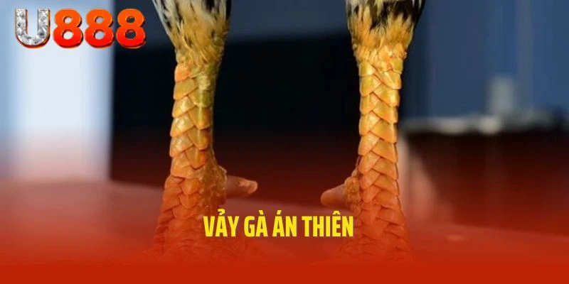 Tin Tức Vảy Gà Án Thiên Mới Nhất 2025 tại U888