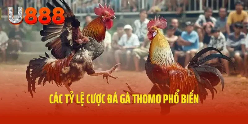 Các tỷ lệ cược đá gà Thomo phổ biến