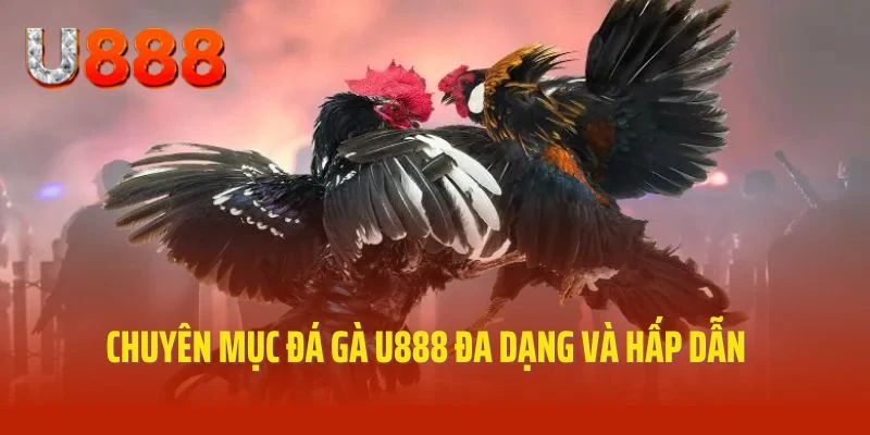 Cập nhật thông tin về chuyên mục đá gà U888 hấp dẫn