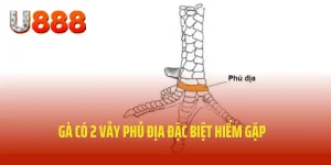 Gà Có 2 Vảy Phủ Địa U888