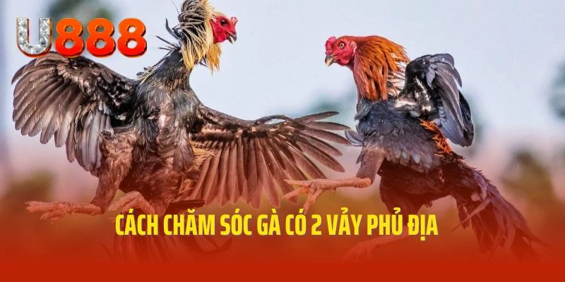 Lưu ý trong quá trình chăm sóc, nuôi dưỡng gà có 2 vảy phủ địa