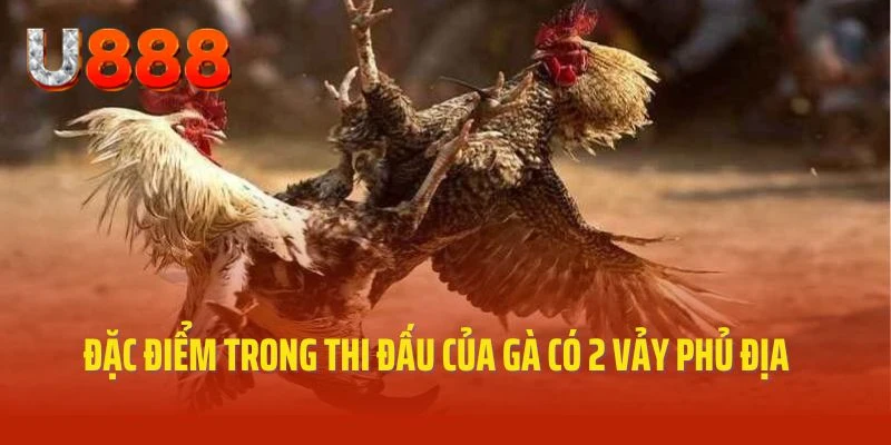 Điểm đặc biệt trong thi đấu của gà có 2 vảy phủ địa