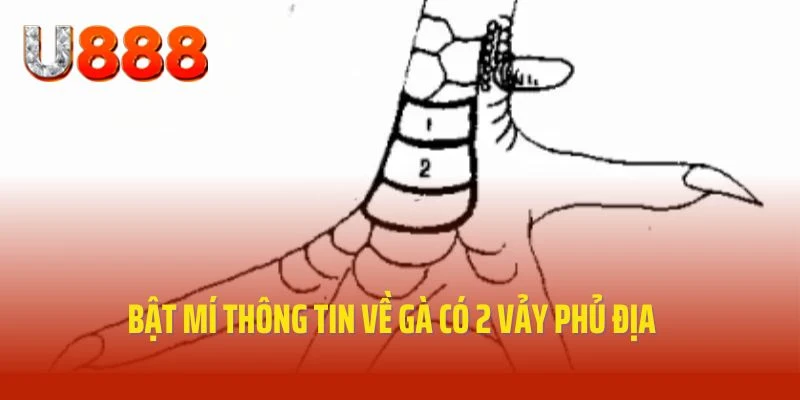Bật mí thông tin về gà có 2 vảy phủ địa đặc biệt
