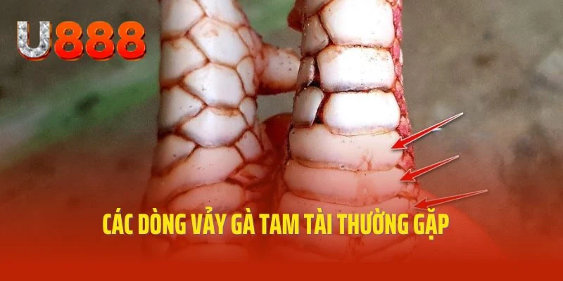 Những loại vảy gà tam tài đặc biệt thường gặp