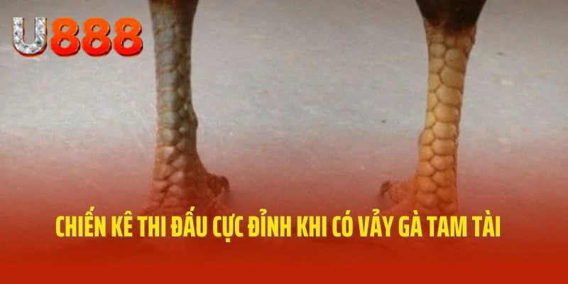 Ưu điểm đặc biệt trong thi đấu của vảy gà tam tài