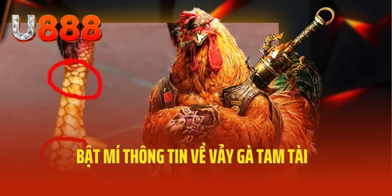 Bật mí thông tin thú vị về vảy gà tam tài thực thụ